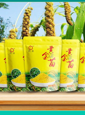 东北黄金苗占泉小米2025年秋收