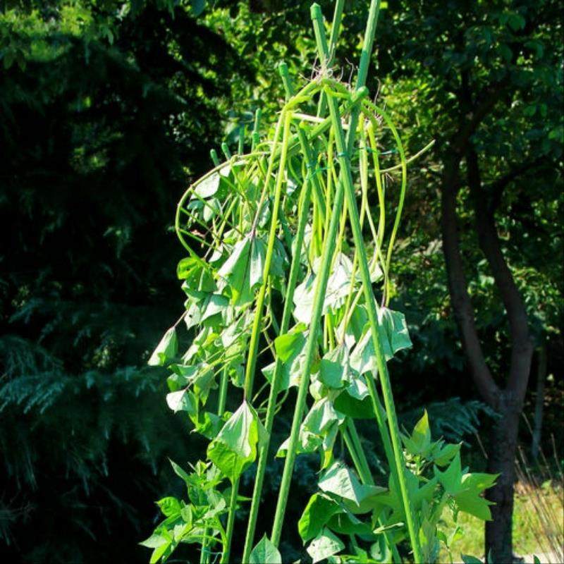 花支架手竿帐篷杆搭架16mm园艺院子园林绿化支腿成长20mm果树在类目 鲜花速递/花卉仿真/绿植园艺, 园艺用品, 其它园艺用品中 - 来自Buy2taobao.com提供专业的淘宝代购服务