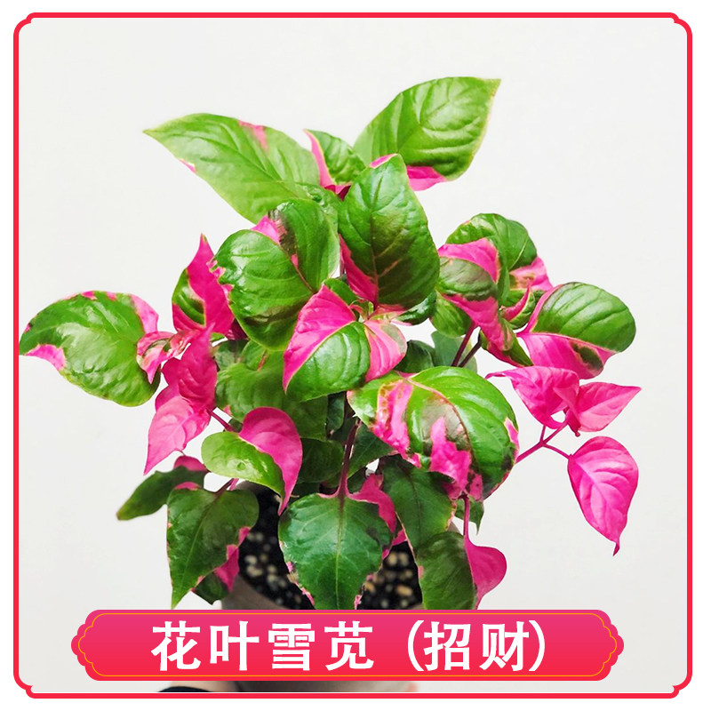 净化空气庭院阳台室内外观彩叶耐阴花卉绿植物盆栽花锦叶雪苋招财