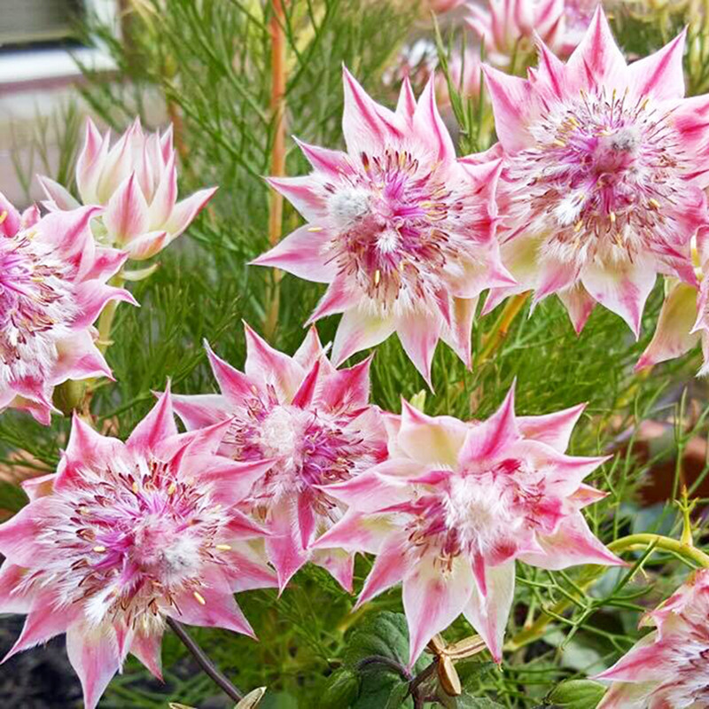 serruria florida进口南非帝王新娘花扦插盆栽海神花卉绿植山龙眼