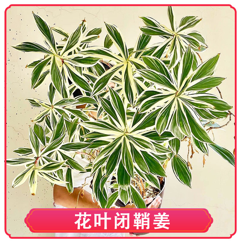 白锦花叶闭鞘姜观叶草花园卉绿植盆栽旋转楼梯净化空气吸甲醛阳台