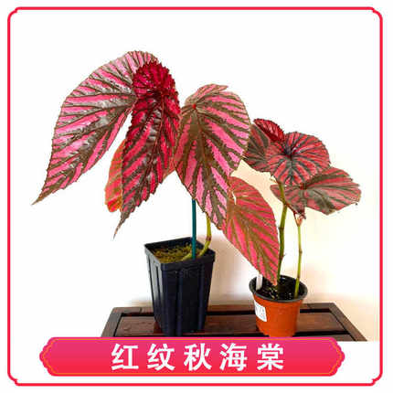 红纹秋海棠海威乌头杂华丽鳟鱼室内外耐阴观彩叶花卉绿植盆栽好养