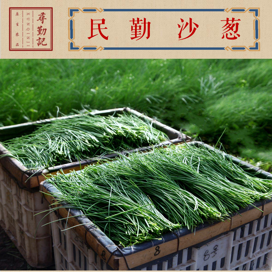 新鲜沙葱民勤特产野生蔬菜野菜下饭菜胡葱野葱保温箱