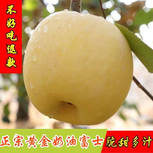 烟台奶油富士苹果甜脆多汁