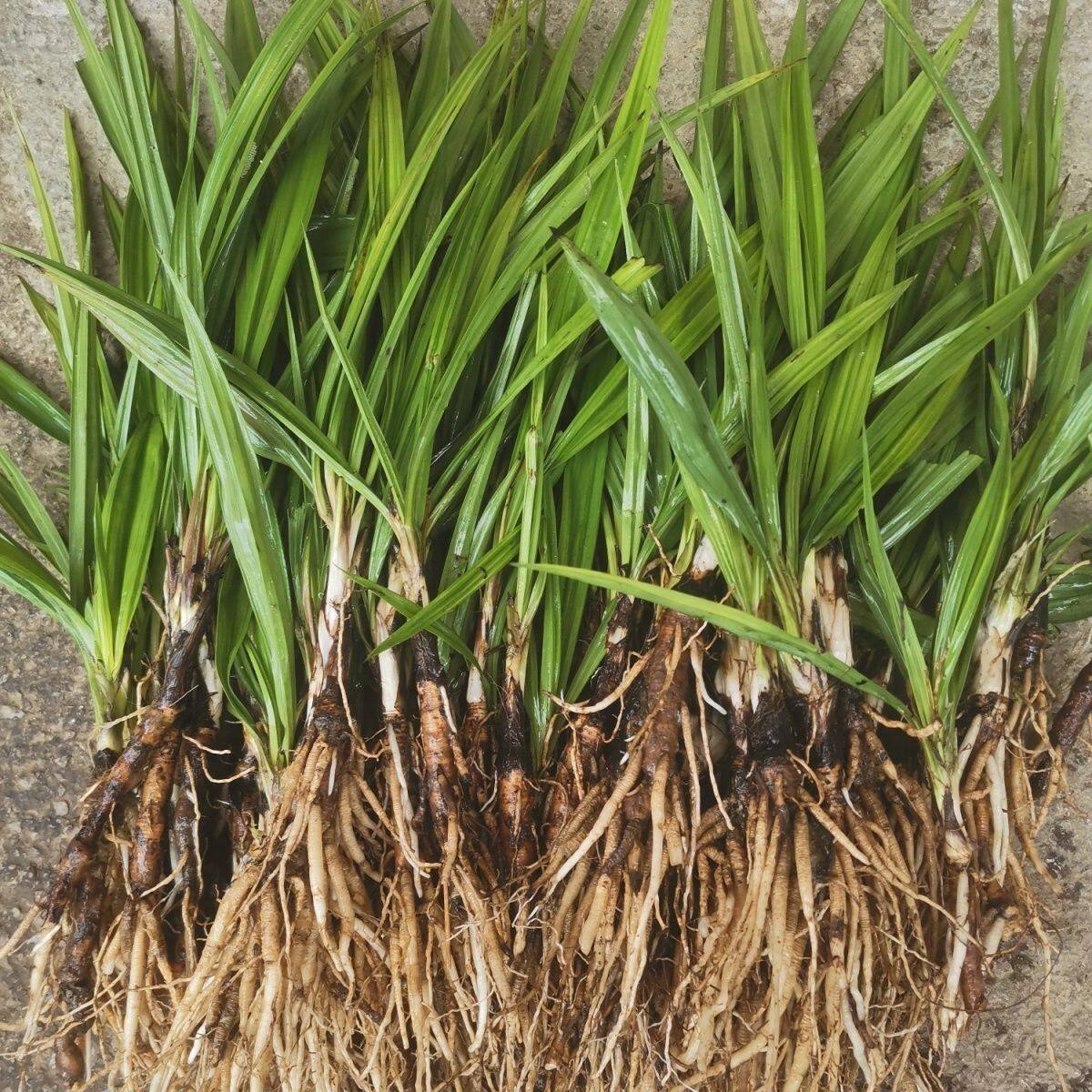 云南独脚独茅根参地棕根壮筋阳现挖现发种植煲汤原生态仙茅