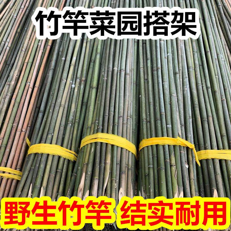 竹竿菜园搭架种豆角黄瓜爬藤支架栅栏