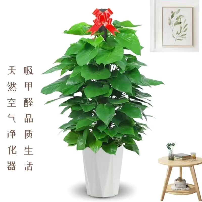大小叶绿萝柱盆栽客厅绿植办公室绿植净化空气大型绿箩好养易活