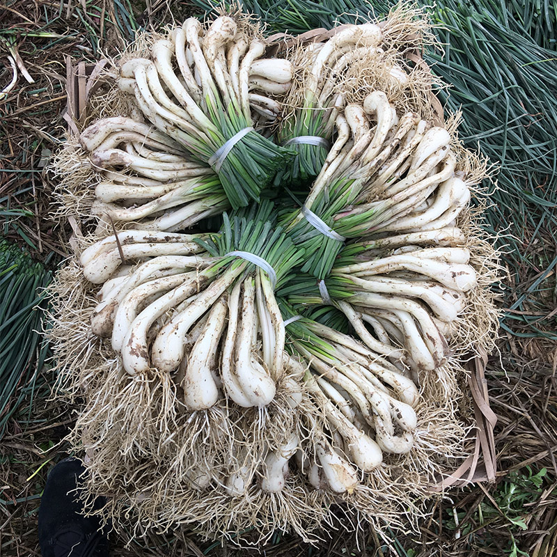 农家种植新鲜藠头带叶炒菜