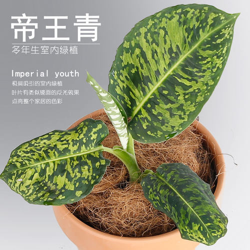 万年青室内阳台美观雨林植物