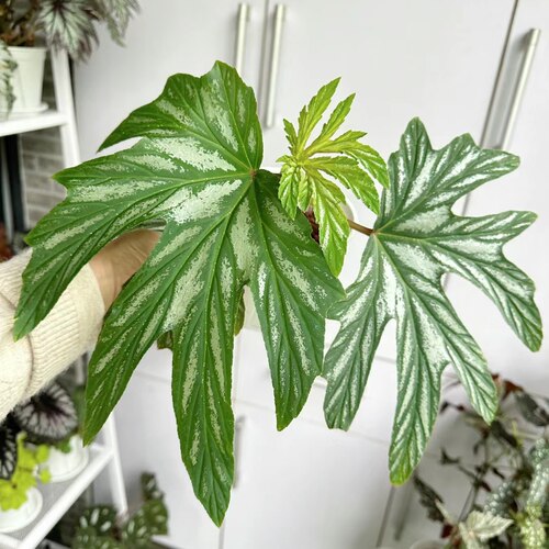 原种乌头竹节秋海棠Begonia aconitifolia室内网红观叶植物绿植