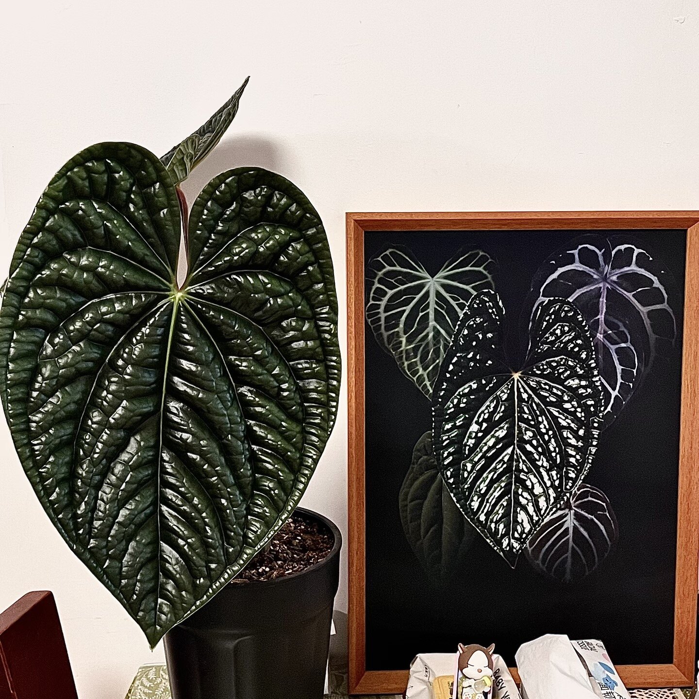 包邮奢华花烛Anthurium luxurians室内绿植盆栽热植大叶观赏植物