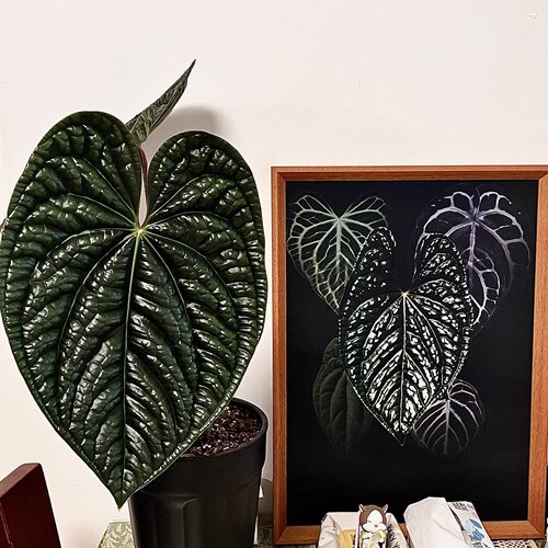 包邮奢华花烛Anthurium luxurians室内绿植盆栽热植大叶观赏植物