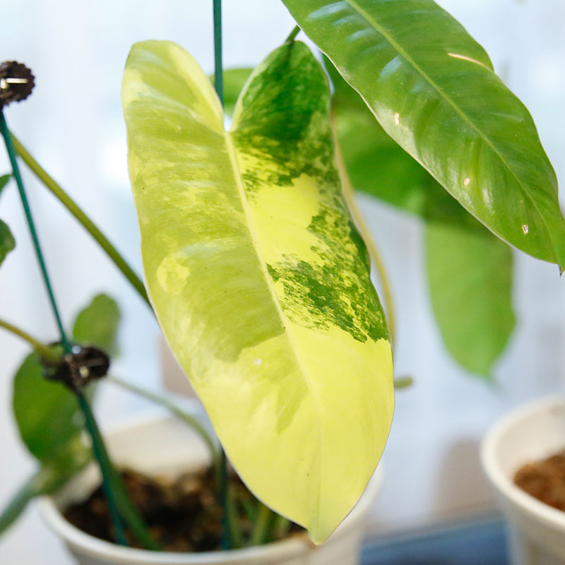 伯乐蔓绿绒热带雨林植物
