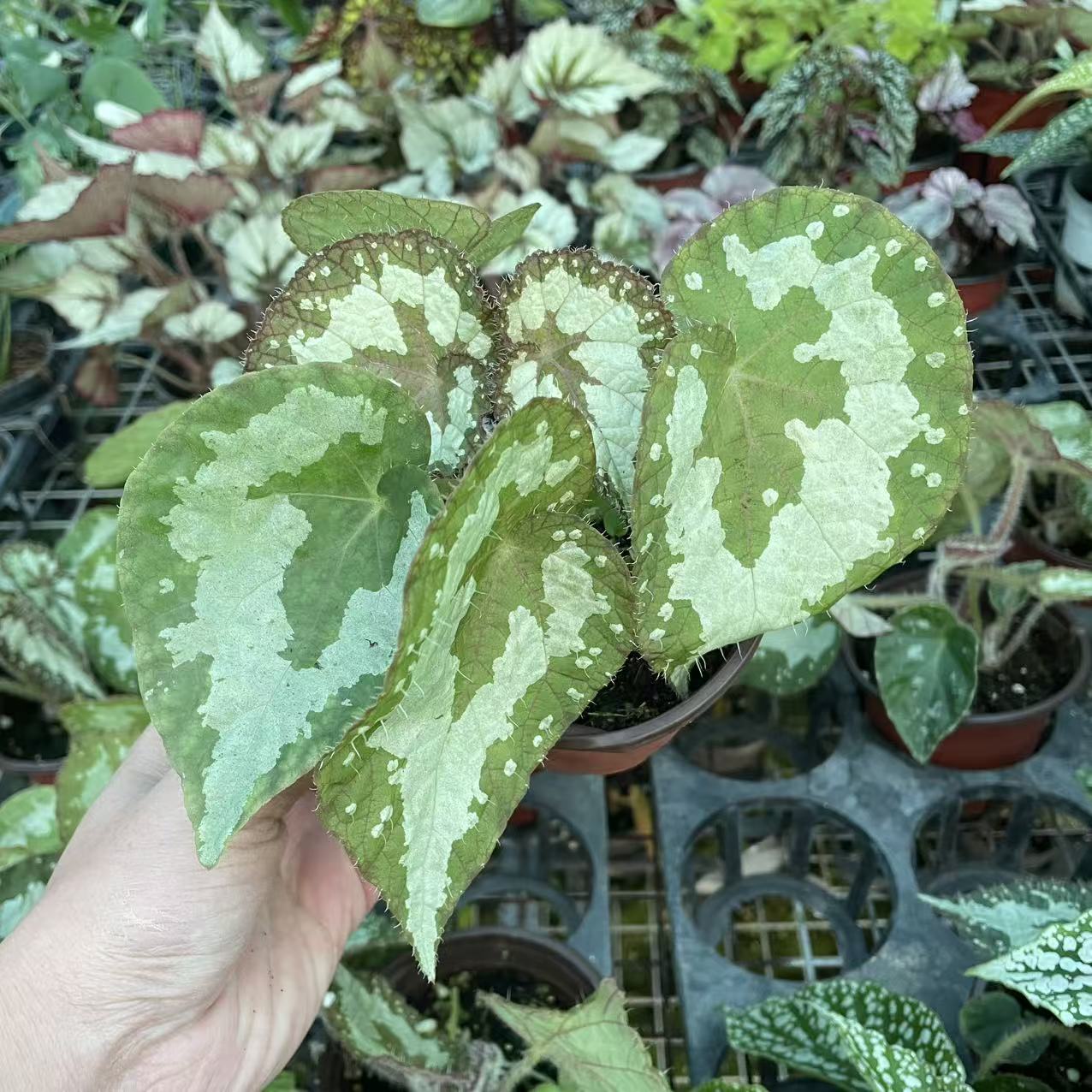 蟆叶秋海棠子夜秋海棠稀有进口热植ins风网红植物