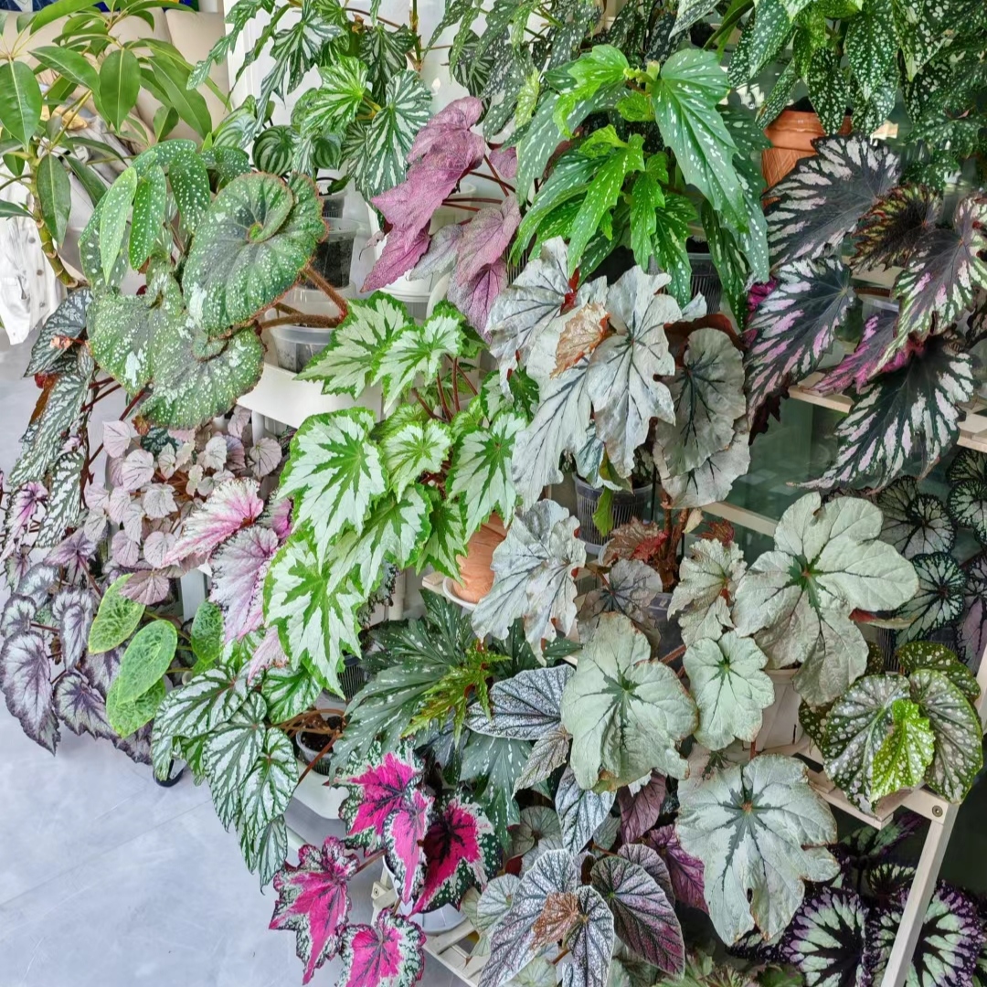 麻叶类秋海棠盆栽集合室内绿植竹节稀有热植花卉观叶植物