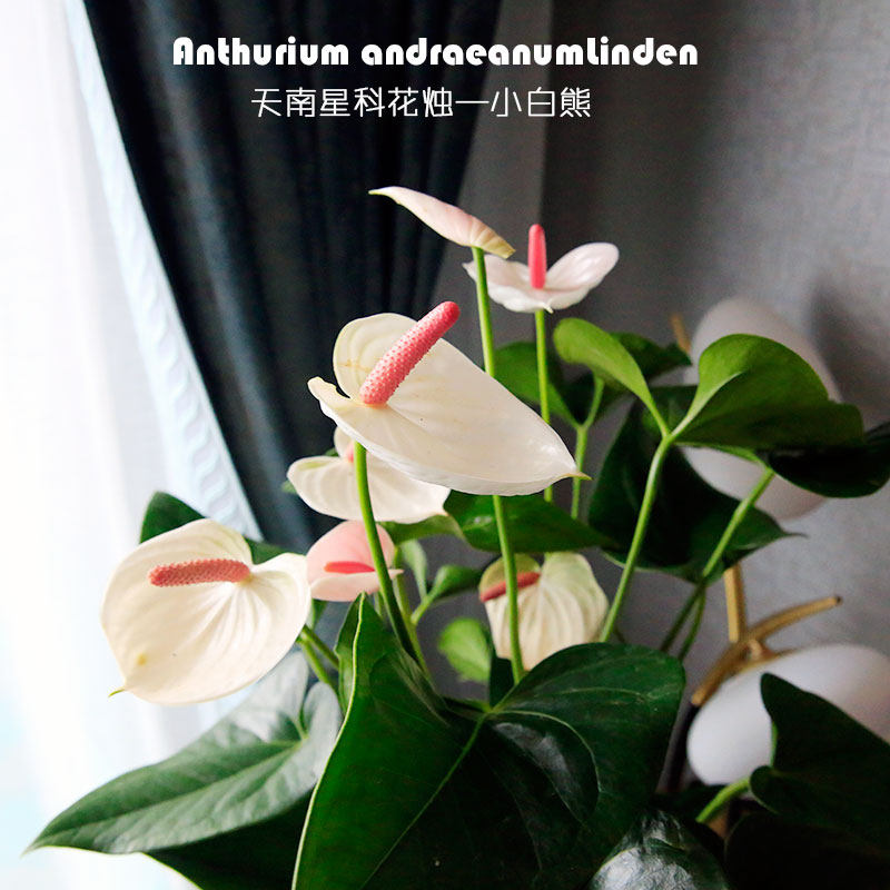 进口 andraeanumLinden天南星科花烛红掌小白熊大初恋 粉掌植物