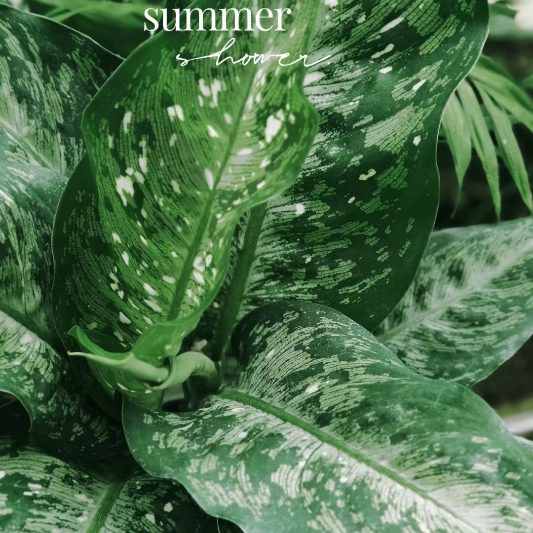 美国万年青 / 星斑粗肋草 Dieffenbachia Memoria  室内绿植盆栽