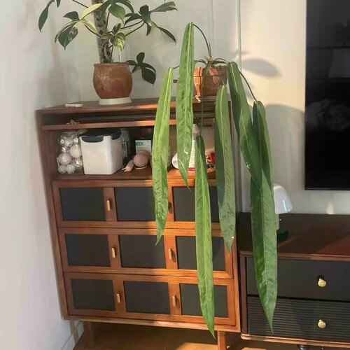 银脉丝绸领带花烛Anthurium pallidiflorum新手热植