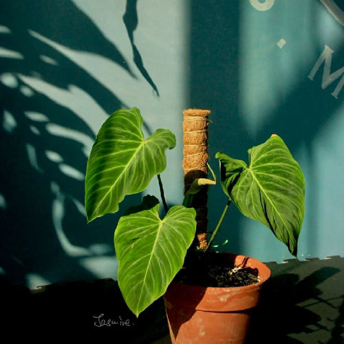 灿烂蔓绿绒 荧光杂黑金蔓绿绒 Philodendron 'Splendid' 盆栽