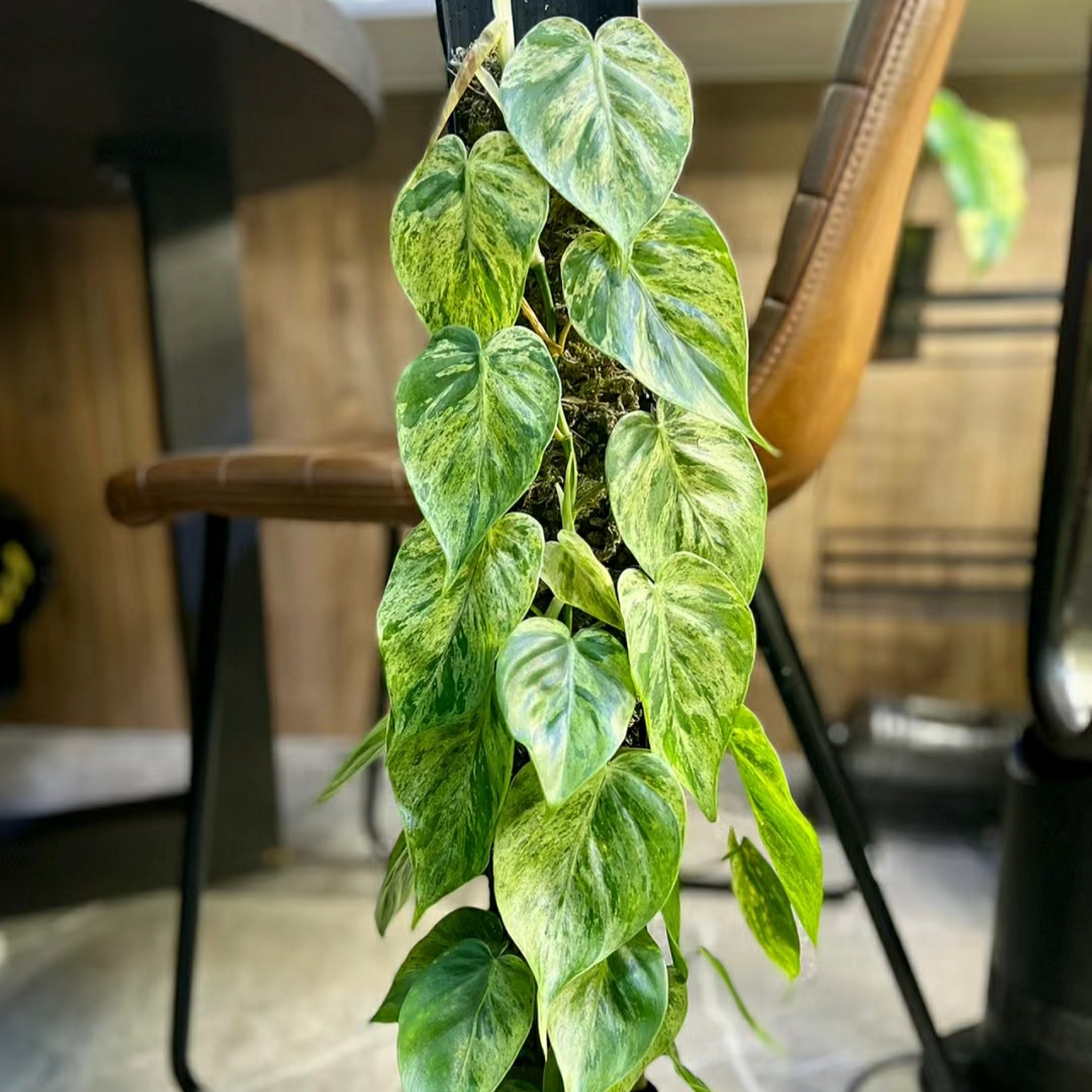 心叶蔓绿绒锦Philodendron hederaceum南美热带雨林植物室内盆栽