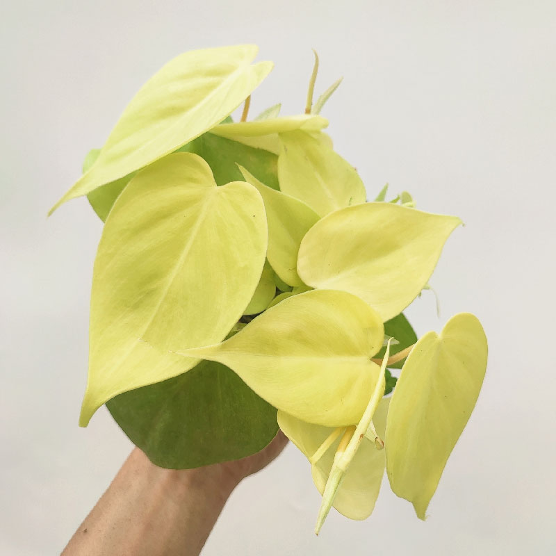 柠檬蔓绿绒汁philodendron scanden热带阳台绿植物盆栽黄金绿萝图片