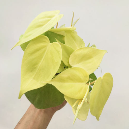 柠檬蔓绿绒汁philodendron scanden热带阳台绿植物盆栽黄金绿萝
