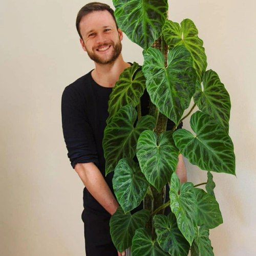 热带植物蔓绿绒荧光室内稀有