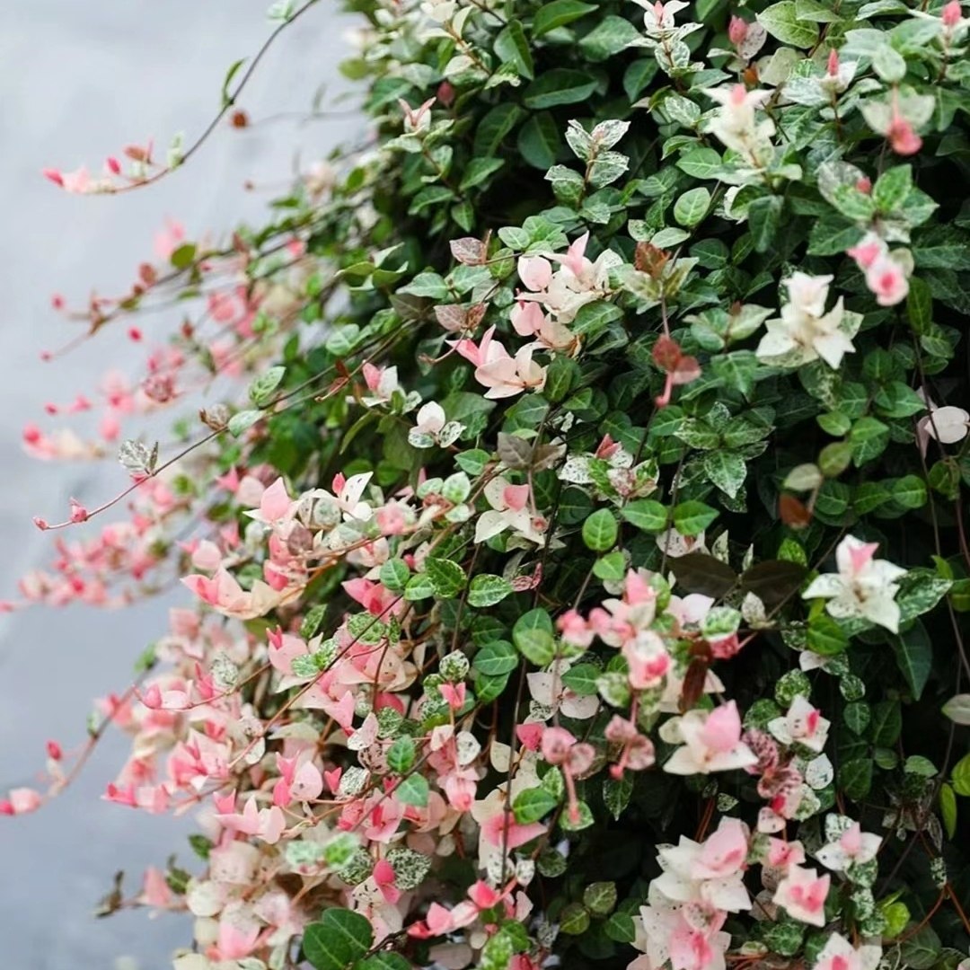 花叶络石盆栽四季五彩叶花卉办公室垂吊绿植垂丝彩虹吊兰室内植物