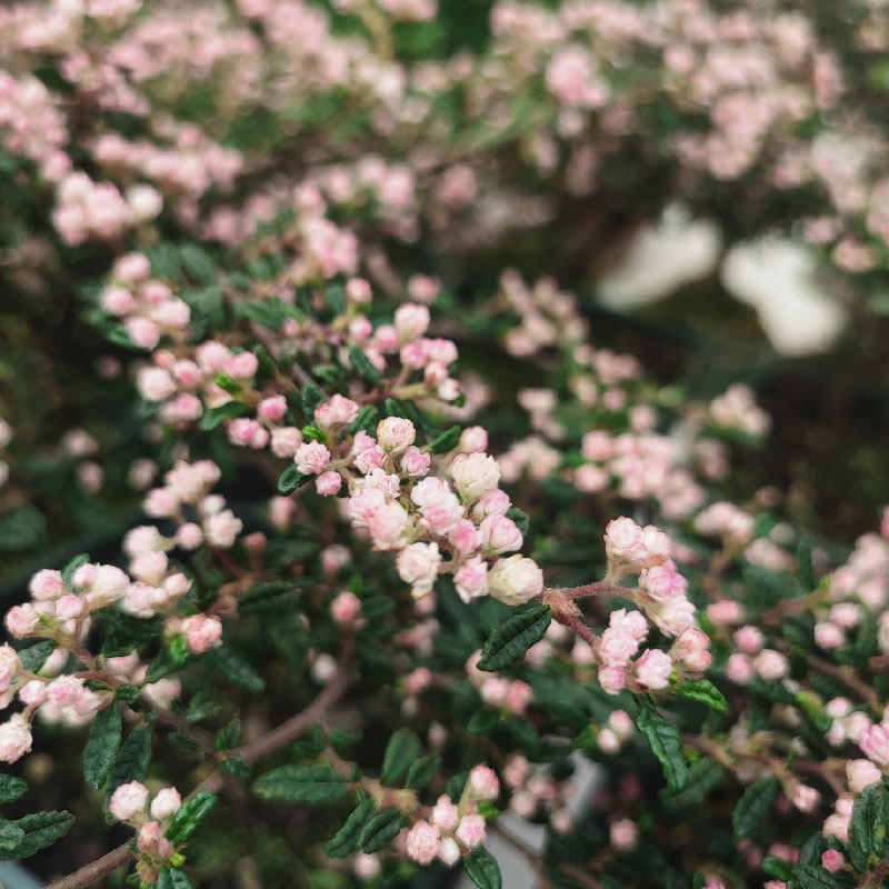 天皇梅山野植物盆景书房办公桌净化空气美观室内茶桌好养新品