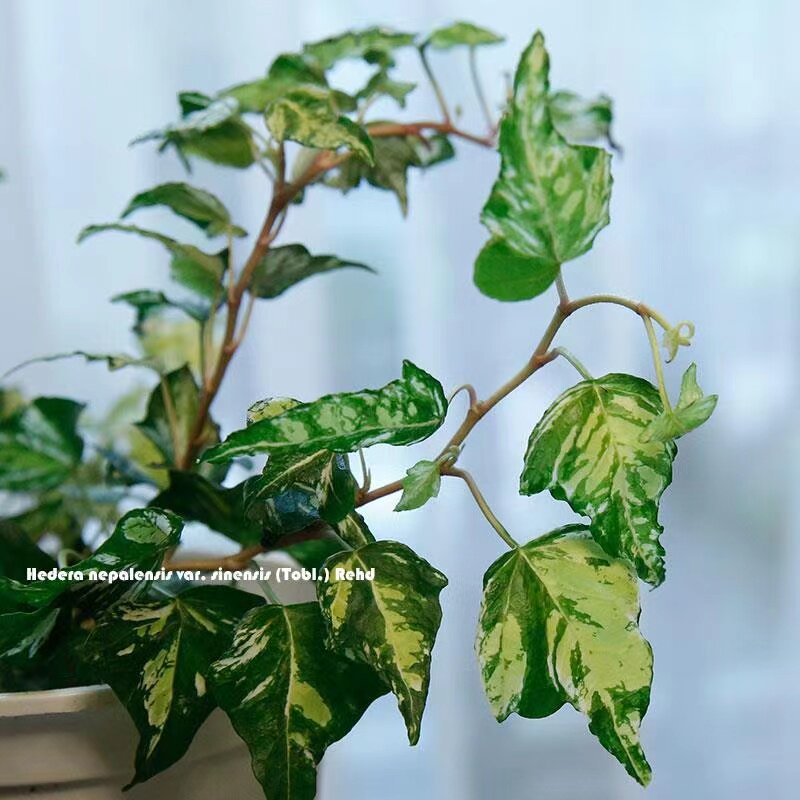 炼金术常春藤盆栽办公桌观叶盆景室内阳台吊篮绿植植物易养。,鲜花速递/花卉仿真/绿植园艺,绿植,淘宝优惠券,粉丝福利购,淘宝优惠卷