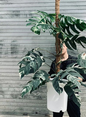 白锦麒麟尾锦爬藤epipremnum pinnatum vari热带植物天南星科锦化