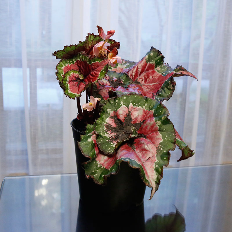 秋海棠植物美观室内观赏