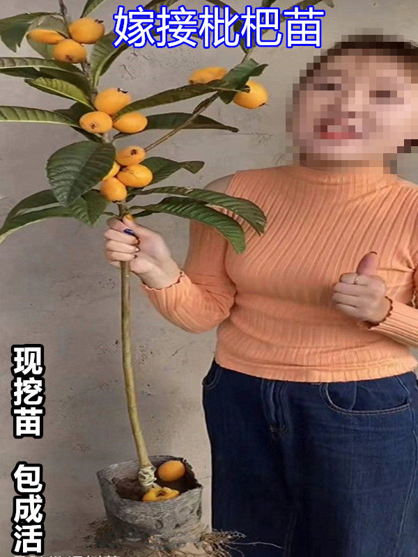 枇杷树果苗价格 枇杷树果苗图片 星期三