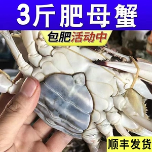 Самка плавающего краба, пойманная в море в Чжоушань, свежемороженый кремовый краб, большой краб-самец, очень большой белый краб, летающий краб, морской краб, замороженный краб с морепродуктами
