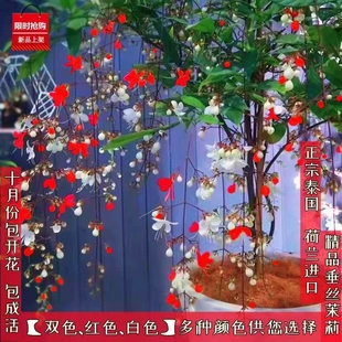 红花垂丝茉莉垂枝茉莉花盆栽花卉阳台植物浓香型室内四季 开花 新品