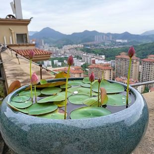 七彩碗莲水培植物荷花盆栽已开口泗季 绿植 开花阳台庭院睡莲四季