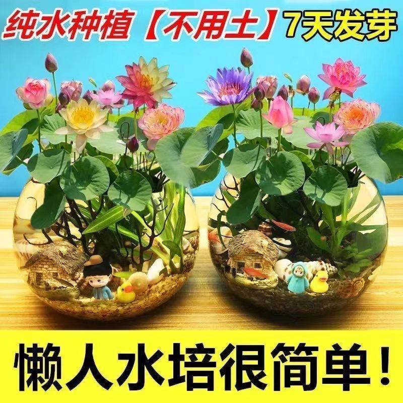 七彩碗莲水培植物荷花盆栽已开口泗季开花阳台庭院睡莲四季绿植