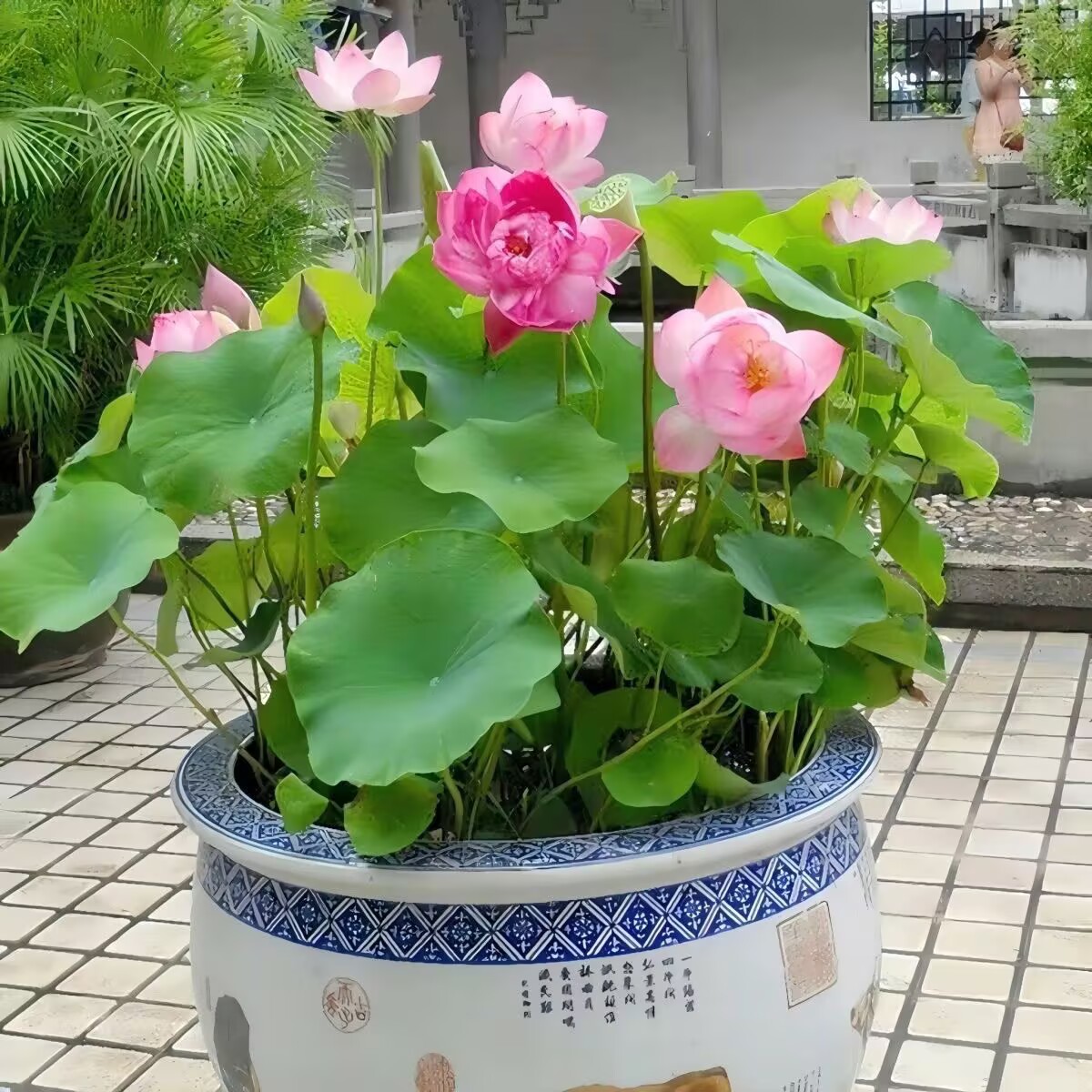 七彩碗莲水培植物荷花盆栽已开口泗季开花阳台庭院睡莲四季绿植