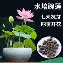 开花阳台庭院睡莲四季 七彩碗莲水培植物荷花盆栽已开口四季 绿植