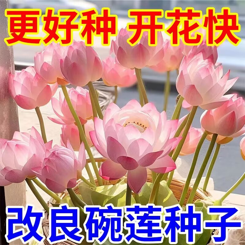 七彩碗莲水培植物荷花盆栽已开口泗季开花阳台庭院睡莲四季绿植
