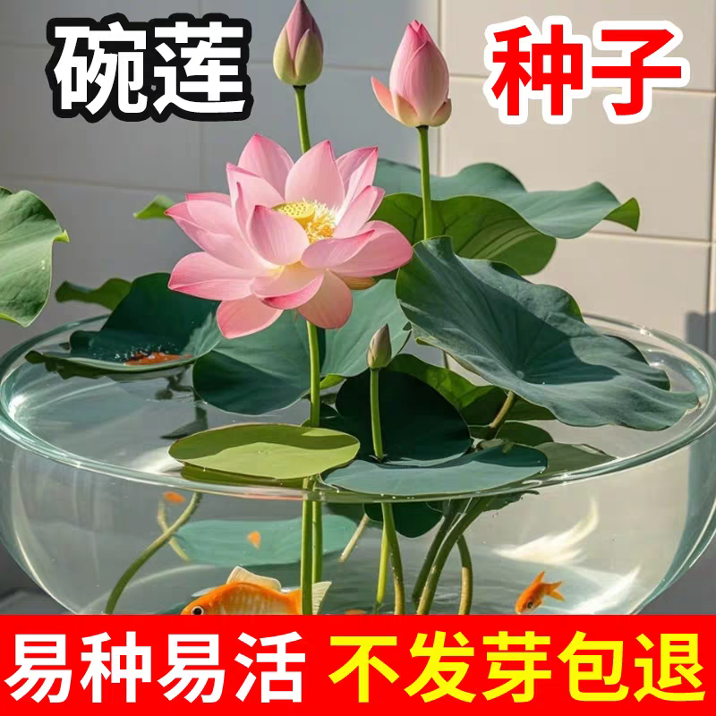 七彩碗莲种子水培植物盆栽已开口泗季开花阳台庭院睡莲泗季绿植