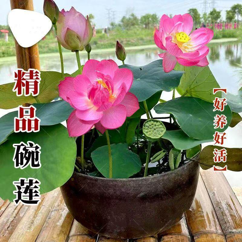 七彩碗莲种子水培植物盆栽已开口泗季开花阳台庭院睡莲泗季绿植