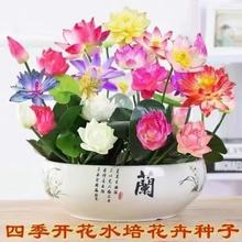 碗莲种水培花卉水养四季莲花荷花香绿植水培莲子室内好养活观赏花
