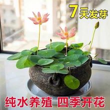碗莲种水培花卉水养四季莲花荷花香绿植水培莲子室内好养活观赏花