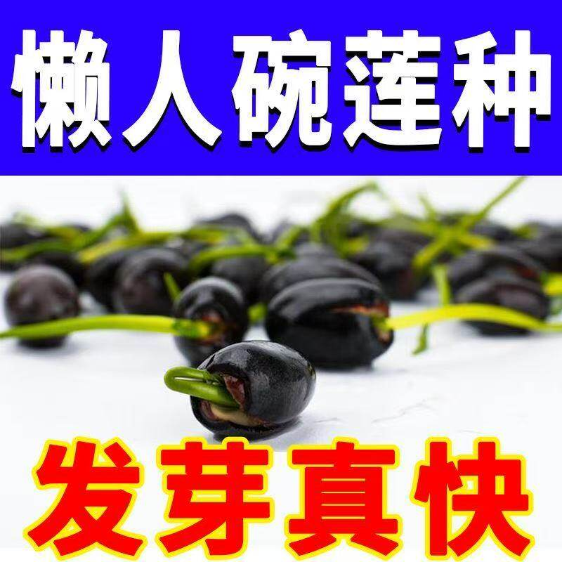 七彩碗莲种子水培植物盆栽已开口泗季开花阳台庭院睡莲泗季绿植