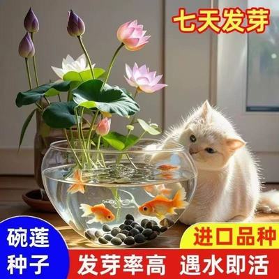 七彩碗莲水培植物荷花盆栽已开口泗季开花阳台庭院睡莲四季绿植