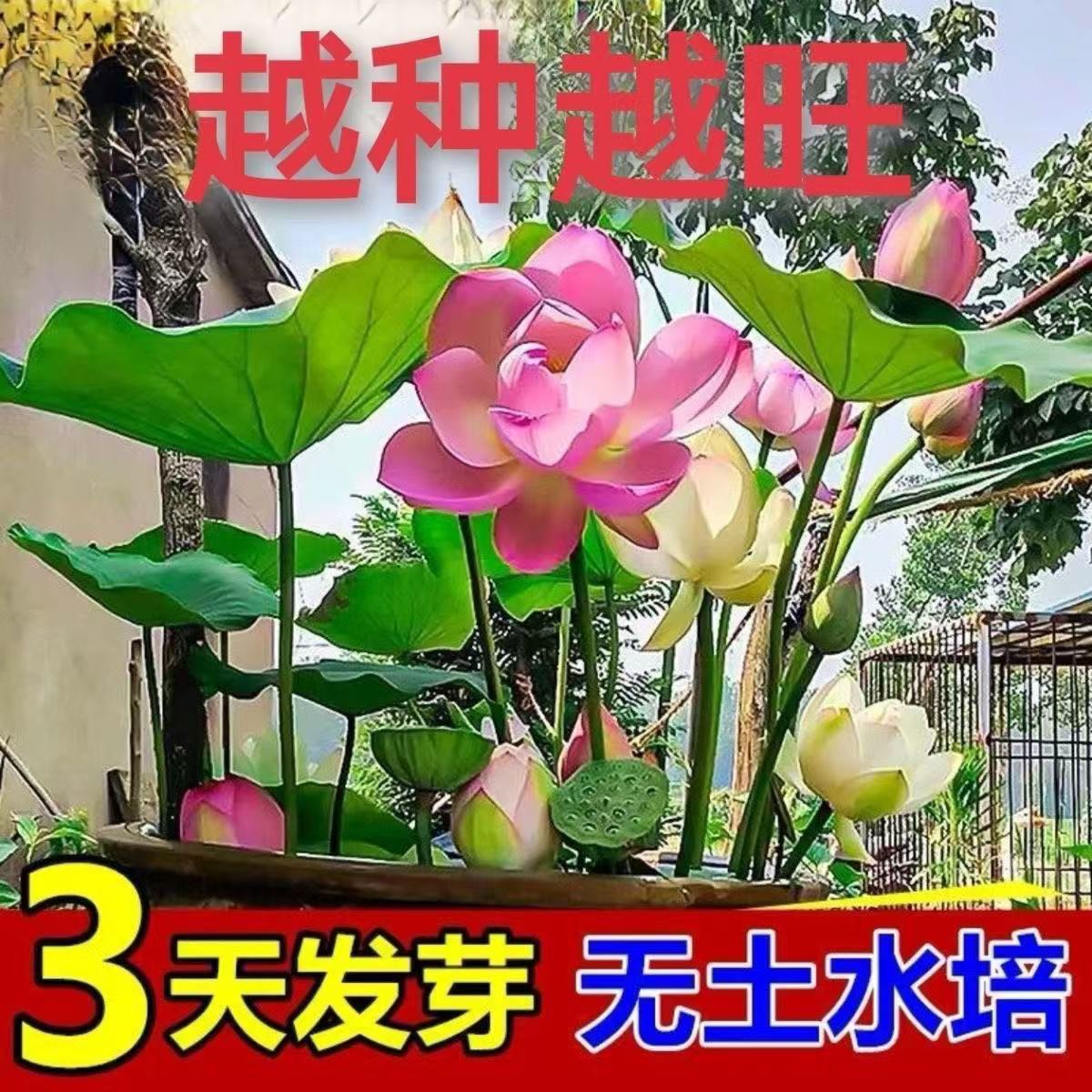 七彩碗莲水培植物荷花盆栽已开口泗季开花阳台庭院睡莲四季绿植