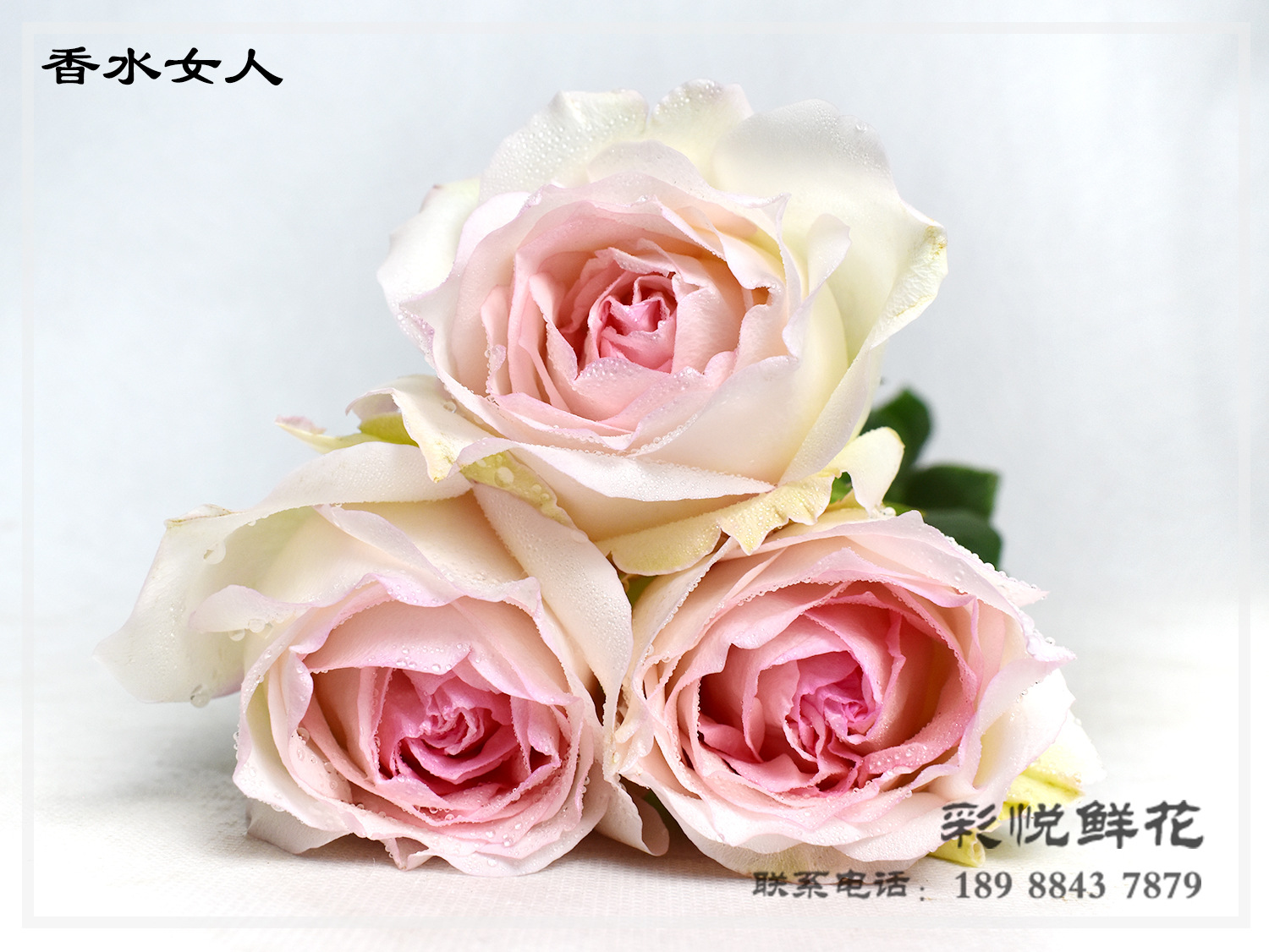 [香水女人玫瑰]云南基地直供玫瑰花婚礼庆典送礼 玫瑰