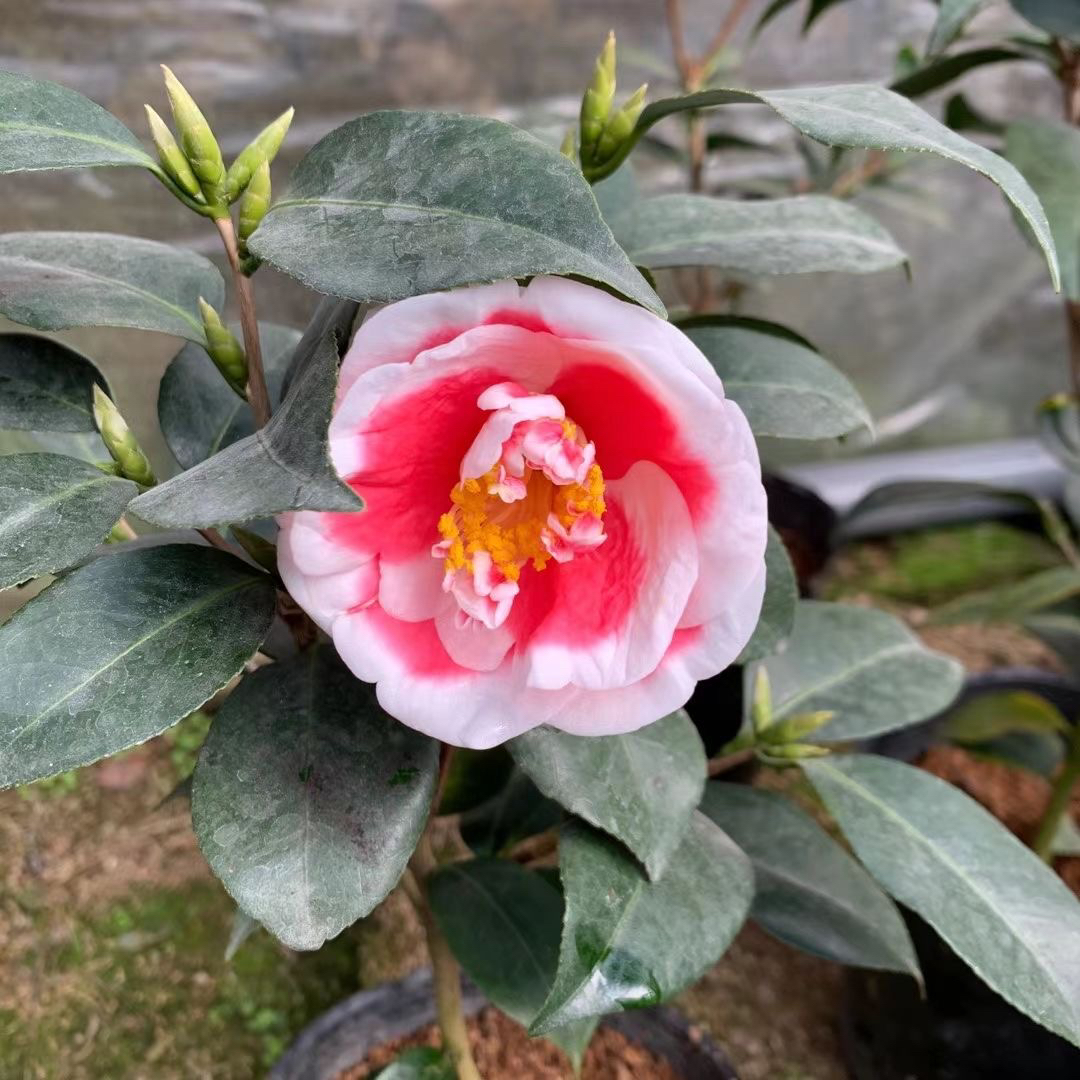 玉之浦友之浦山茶花树苗盆栽福建龙岩名贵茶花绿植玫瑰花型耐寒