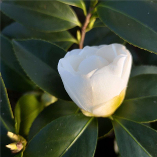 白玉丹茶花福建龙岩名贵品种室内室外盆栽花卉四季绿植新手易养